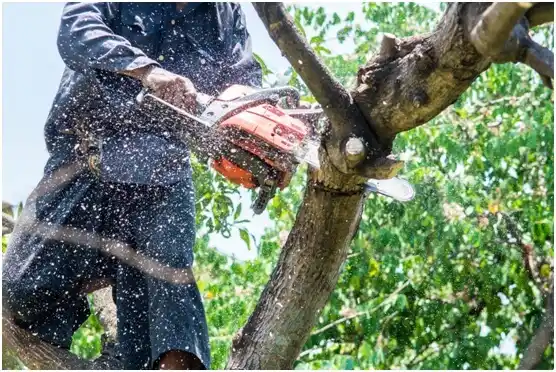 tree services Mount Hood